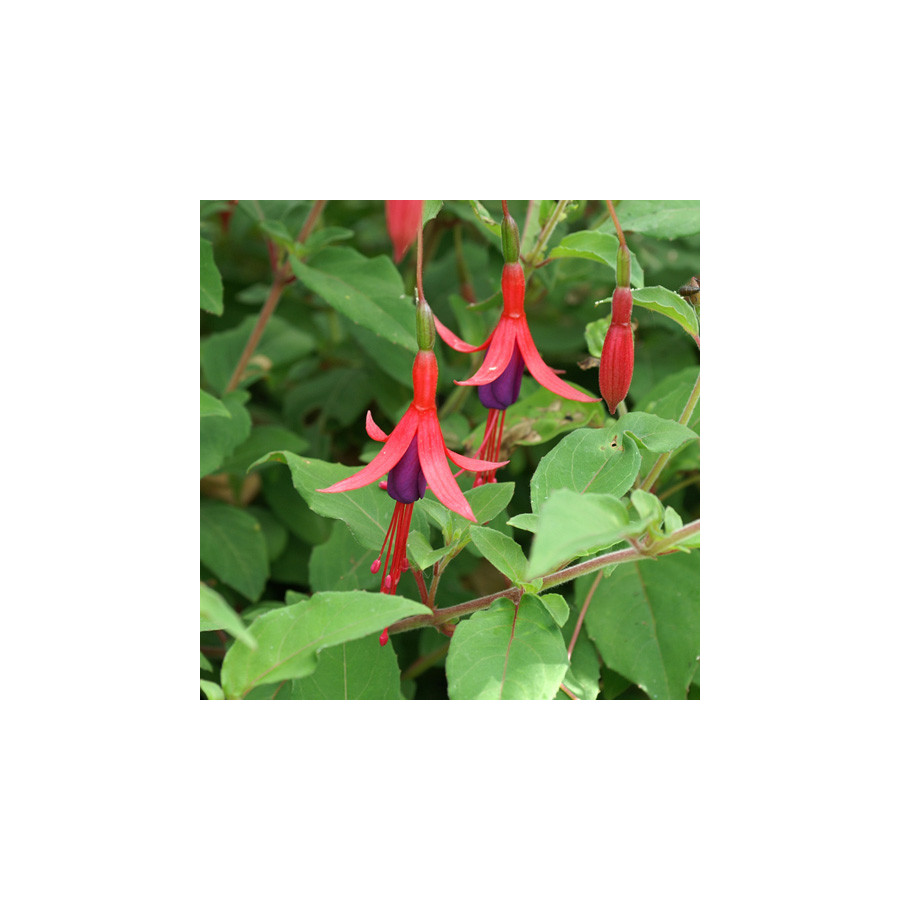 Plantes Vivaces FUCHSIA 'Riccartonii' en vente - Pépinière Lepage .