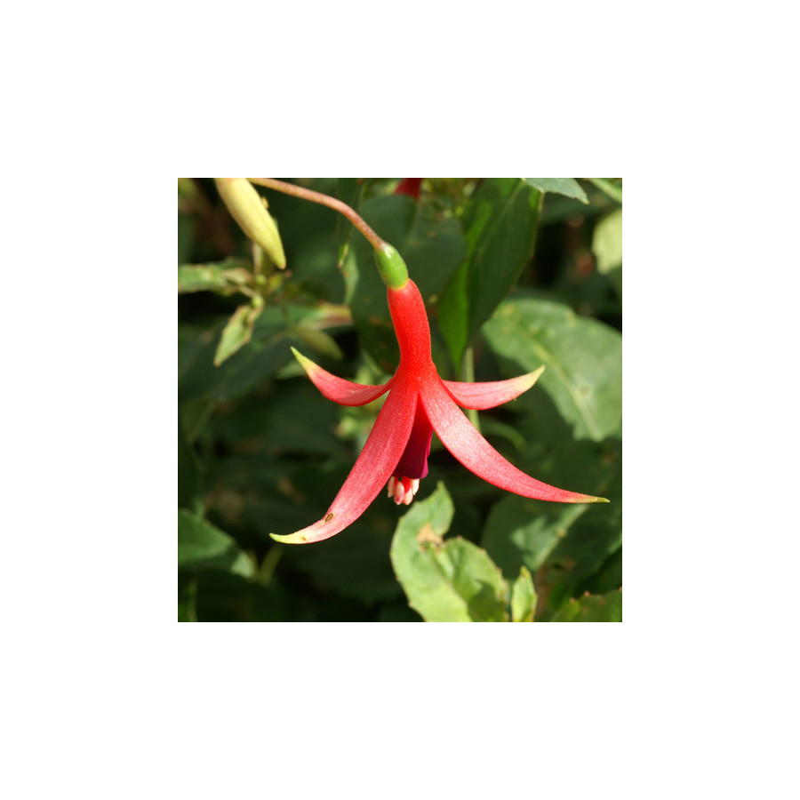 Plantes Vivaces FUCHSIA 'Source du Loiret' en vente - Pépinière Lepage .