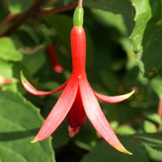 Plantes Vivaces FUCHSIA 'Source du Loiret' en vente - Pépinière Lepage .