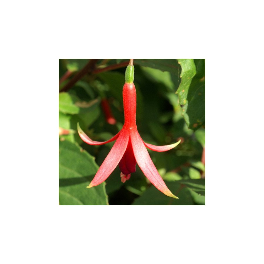Plantes Vivaces FUCHSIA 'Source du Loiret' en vente - Pépinière Lepage .