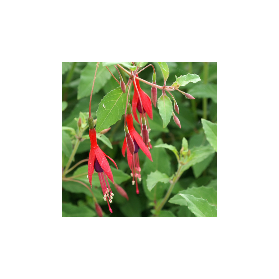 Plantes Vivaces FUCHSIA magellanica var. gracilis - Fuchsia de Magellan en vente - Pépinière Lepage .