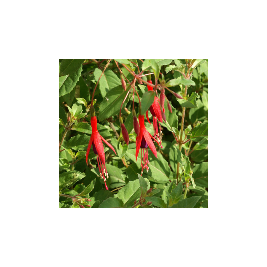 Plantes Vivaces FUCHSIA magellanica var. gracilis - Fuchsia de Magellan en vente - Pépinière Lepage .