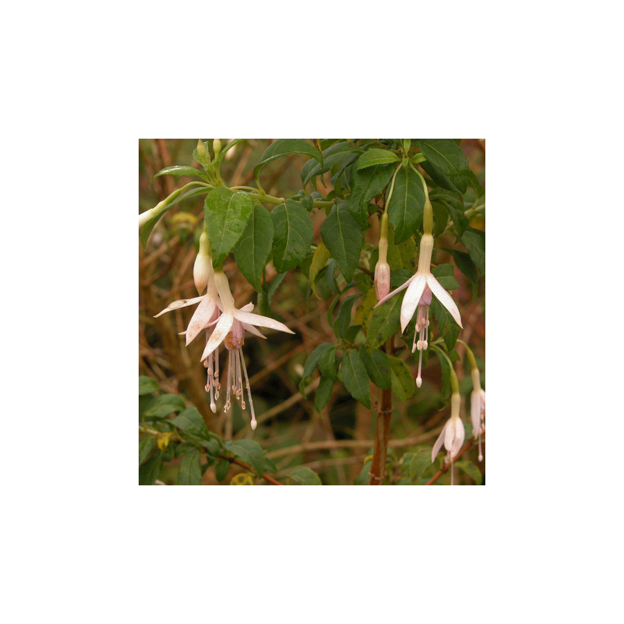 Plantes Vivaces FUCHSIA magellanica var. molinae - Fuchsia de Magellan en vente - Pépinière Lepage .