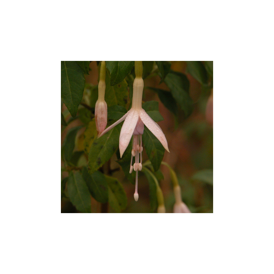 Plantes Vivaces FUCHSIA magellanica var. molinae - Fuchsia de Magellan en vente - Pépinière Lepage .