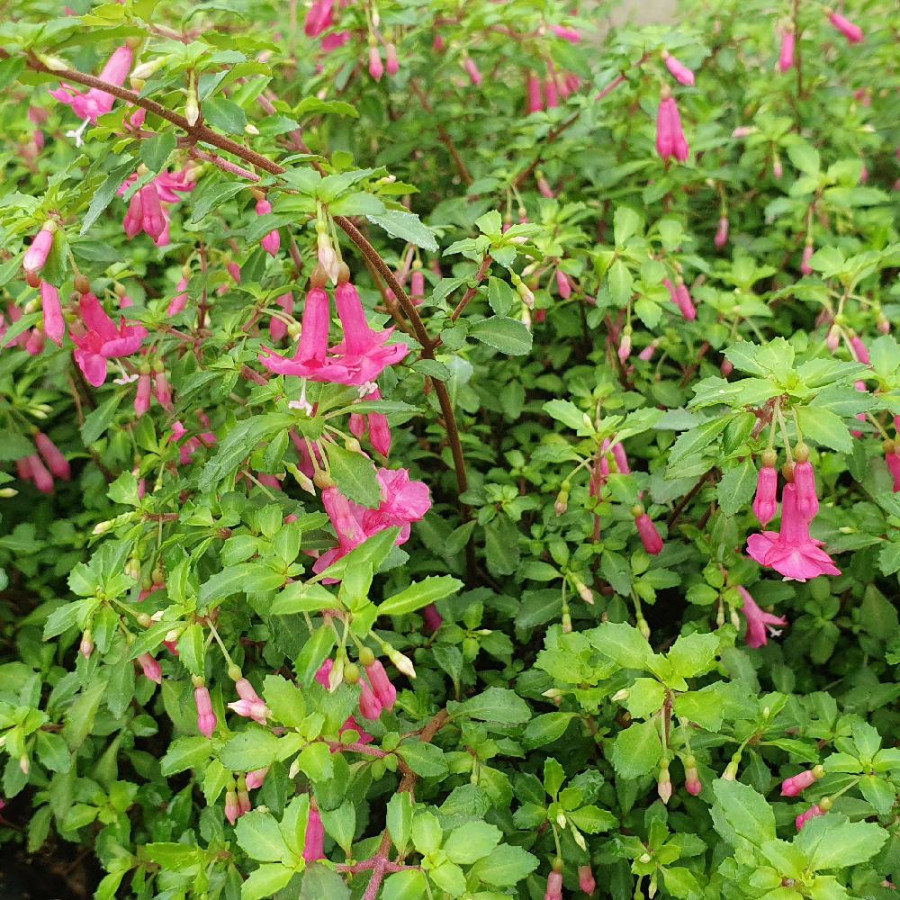 Plantes Vivaces FUCHSIA microphylla - Fuchsia en vente - Pépinière Lepage .