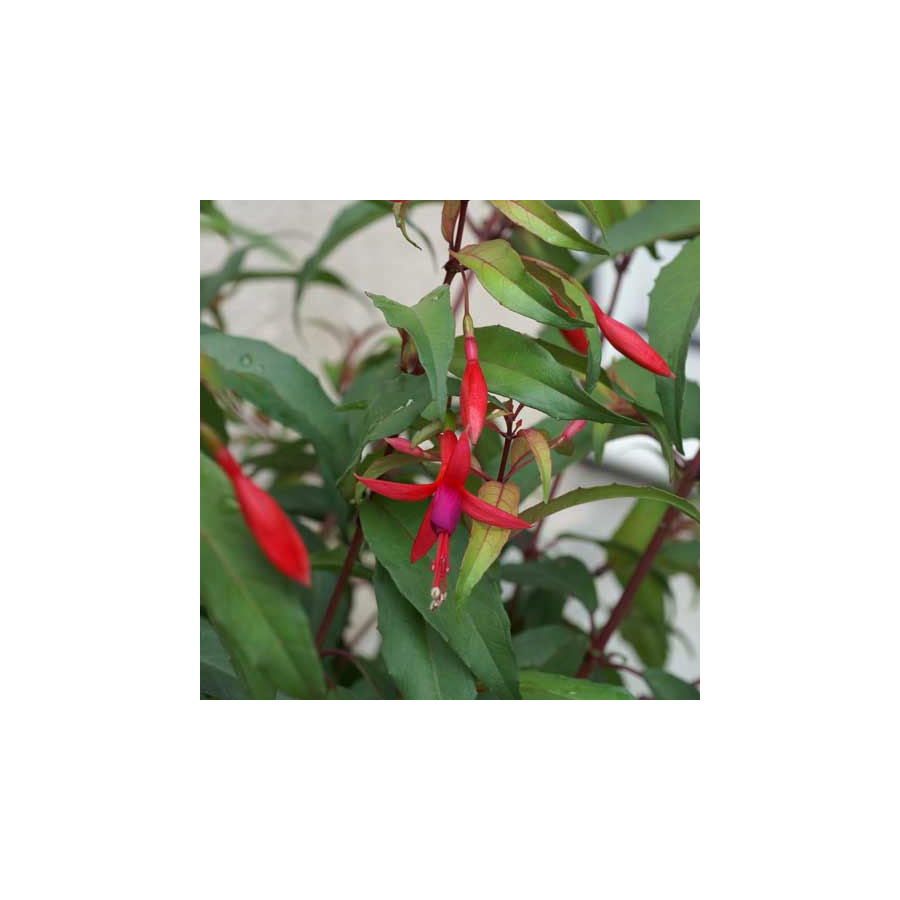 plantes-vivaces-fuchsia-regia-ssp-reitzii-fuchsia-royal-en-vente-pepiniere-lepage-