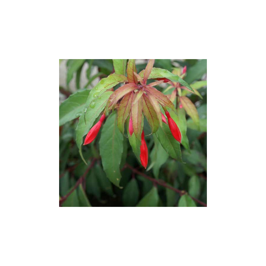 plantes-vivaces-fuchsia-regia-ssp-reitzii-fuchsia-royal-en-vente-pepiniere-lepage-