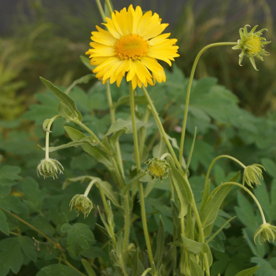Plantes Vivaces GAILLARDIA 'Aurea Pura' (G. 'Maxima Aurea') - Gaillarde en vente - Pépinière Lepage .