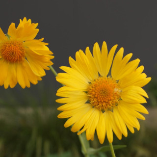 Plantes Vivaces GAILLARDIA 'Aurea Pura' (G. 'Maxima Aurea') - Gaillarde en vente - Pépinière Lepage .