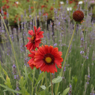 plantes-vivaces-gaillardia-burgunder-bourgogne-gaillarde-en-vente-pepiniere-lepage-
