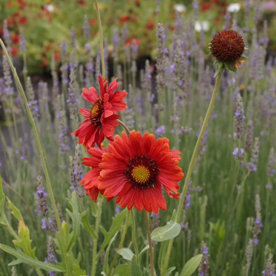 Plantes Vivaces GAILLARDIA 'Burgunder' ('Bourgogne') - Gaillarde en vente - Pépinière Lepage .