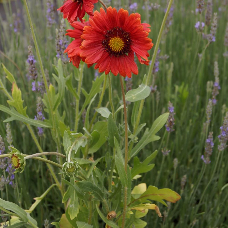 Plantes Vivaces GAILLARDIA 'Burgunder' ('Bourgogne') - Gaillarde en vente - Pépinière Lepage .