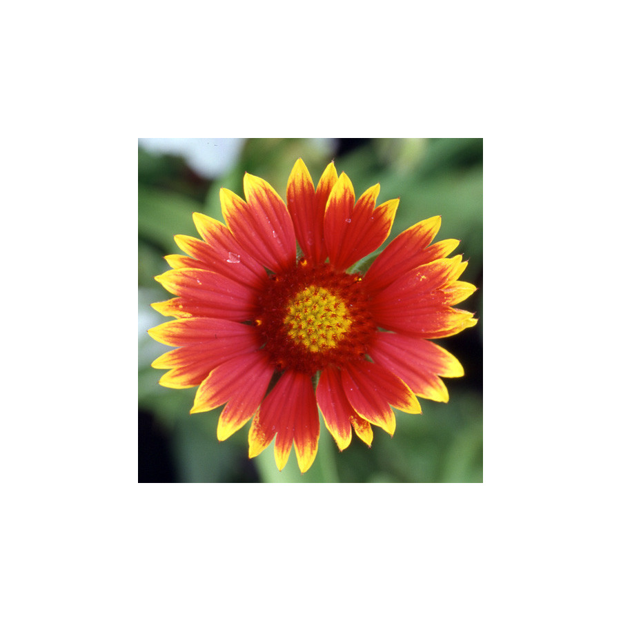 Plantes Vivaces GAILLARDIA 'Dazzler' - Gaillarde en vente - Pépinière Lepage .