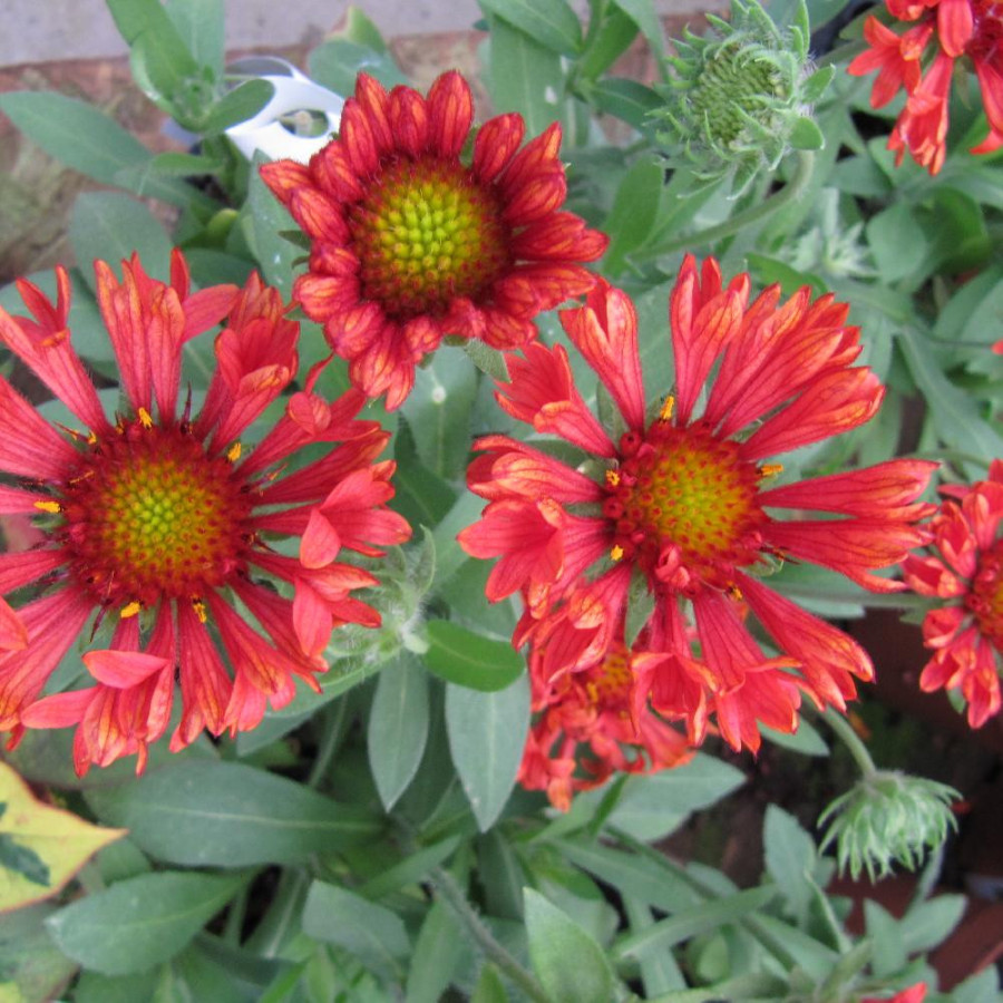 Plantes Vivaces GAILLARDIA 'Fanfare Blaze' ® - Gaillarde en vente - Pépinière Lepage .