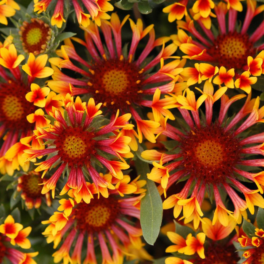 Plantes Vivaces GAILLARDIA 'Fanfare' ® - Gaillarde en vente - Pépinière Lepage .