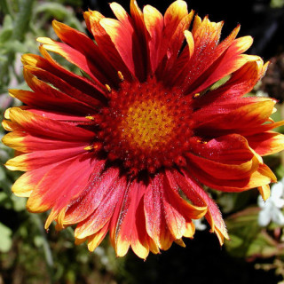 plantes-vivaces-gaillardia-kobold-gaillarde-en-vente-pepiniere-lepage-