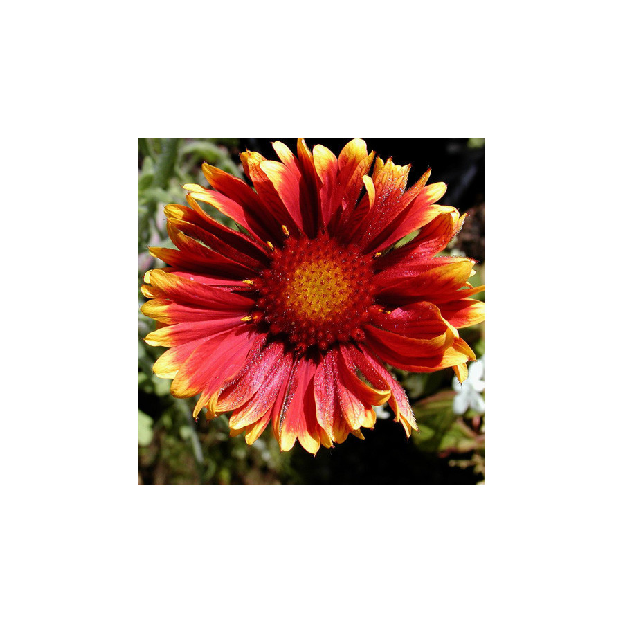 plantes-vivaces-gaillardia-kobold-gaillarde-en-vente-pepiniere-lepage-