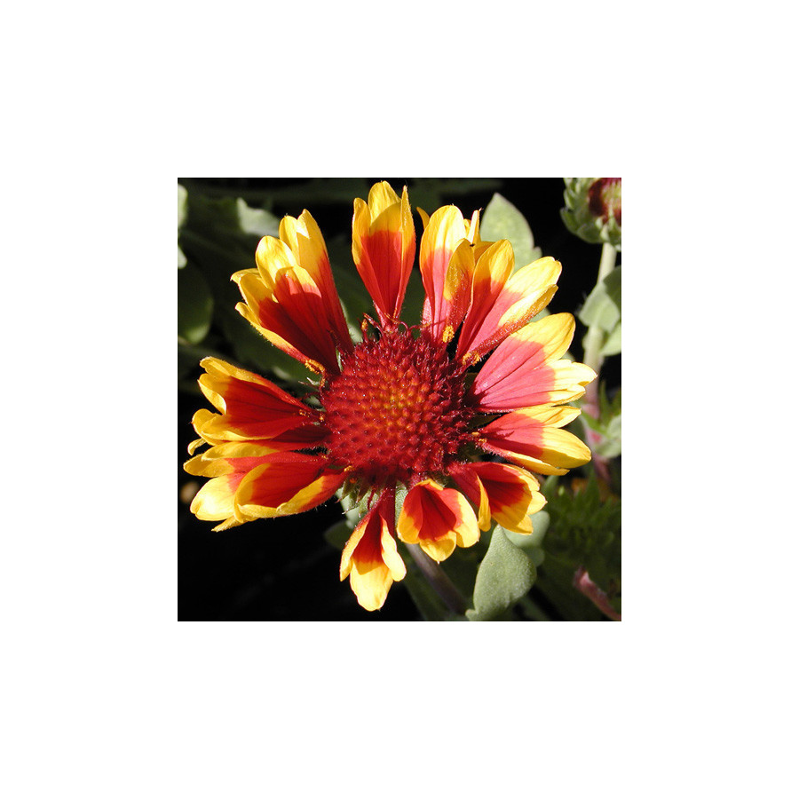plantes-vivaces-gaillardia-kobold-gaillarde-en-vente-pepiniere-lepage-