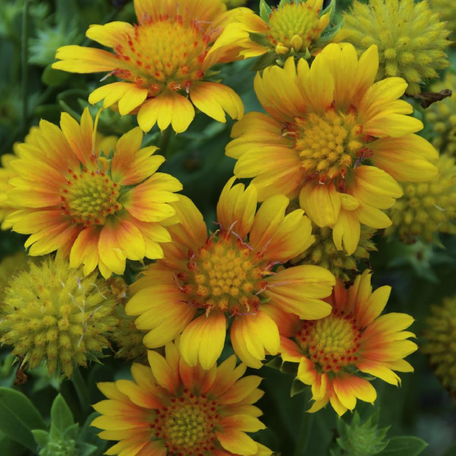 Plantes Vivaces GAILLARDIA aristata 'Arizona Apricot' - Gaillarde en vente - Pépinière Lepage .