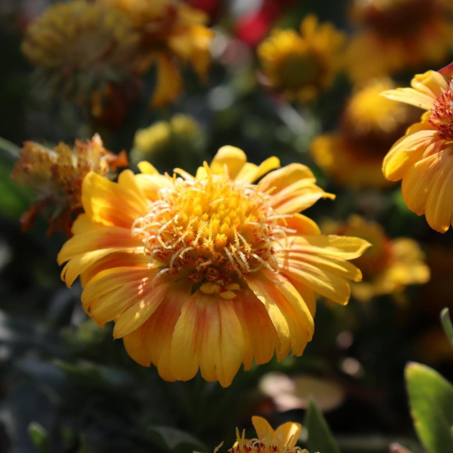 Plantes Vivaces GAILLARDIA aristata 'Arizona Apricot' - Gaillarde en vente - Pépinière Lepage .