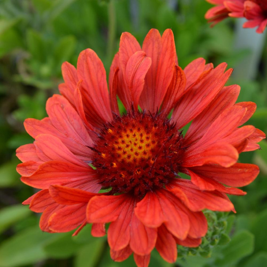 Plantes Vivaces GAILLARDIA aristata 'Celebration' ® - Gaillarde en vente - Pépinière Lepage .