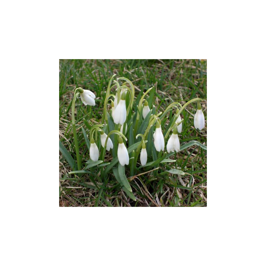 plantes-vivaces-galanthus-nivalis-perce-neige-en-vente-pepiniere-lepage-
