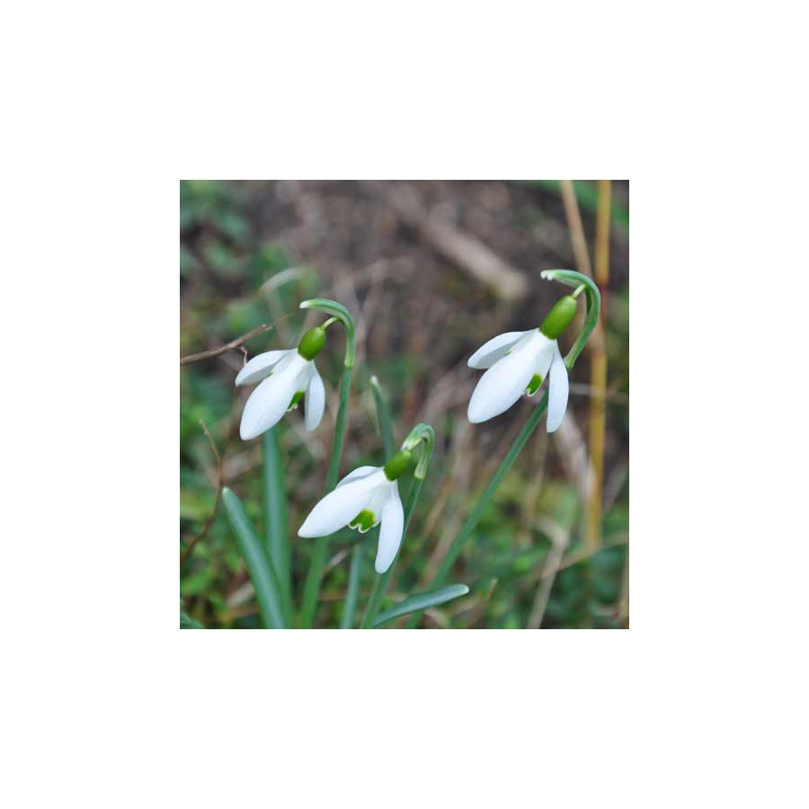 plantes-vivaces-galanthus-nivalis-perce-neige-en-vente-pepiniere-lepage-