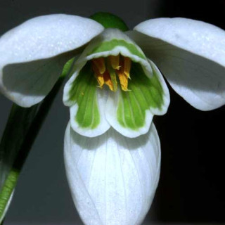 plantes-vivaces-galanthus-nivalis-perce-neige-en-vente-pepiniere-lepage-