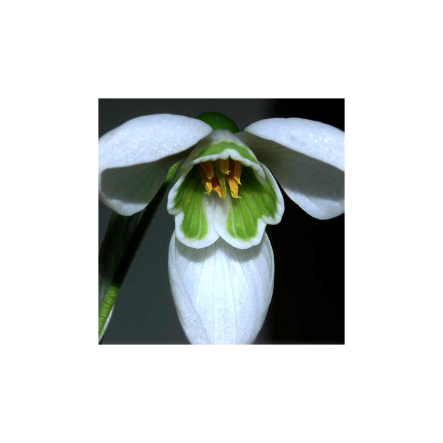 plantes-vivaces-galanthus-nivalis-perce-neige-en-vente-pepiniere-lepage-