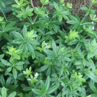 plantes-vivaces-galium-odoratum-asperule-odorante-en-vente-pepiniere-lepage-