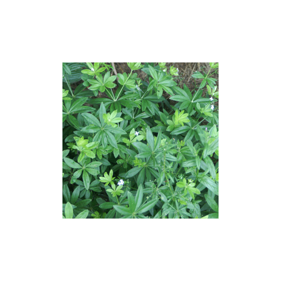 Plantes Vivaces GALIUM odoratum - Aspérule odorante en vente - Pépinière Lepage .