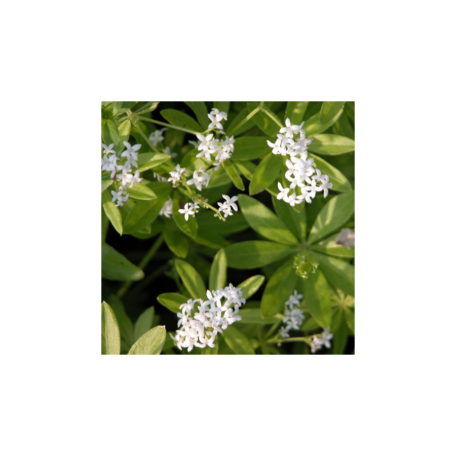 Plantes Vivaces GALIUM odoratum - Aspérule odorante en vente - Pépinière Lepage .