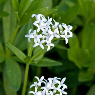 Plantes Vivaces GALIUM odoratum - Aspérule odorante en vente - Pépinière Lepage .