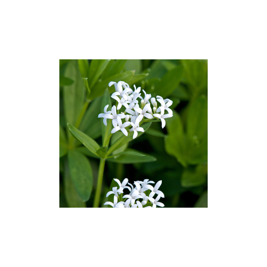 Plantes Vivaces GALIUM odoratum - Aspérule odorante en vente - Pépinière Lepage .