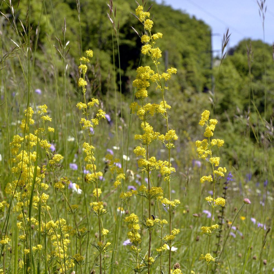 Plantes Vivaces GALIUM verum - Gaillet vrai en vente - Caille - lait jaune en vente - Pépinière Lepage .