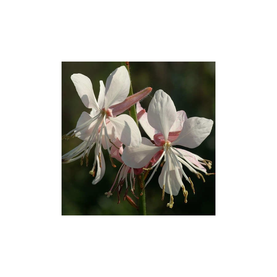 Plantes Vivaces GAURA lindheimeri en vente - Pépinière Lepage .