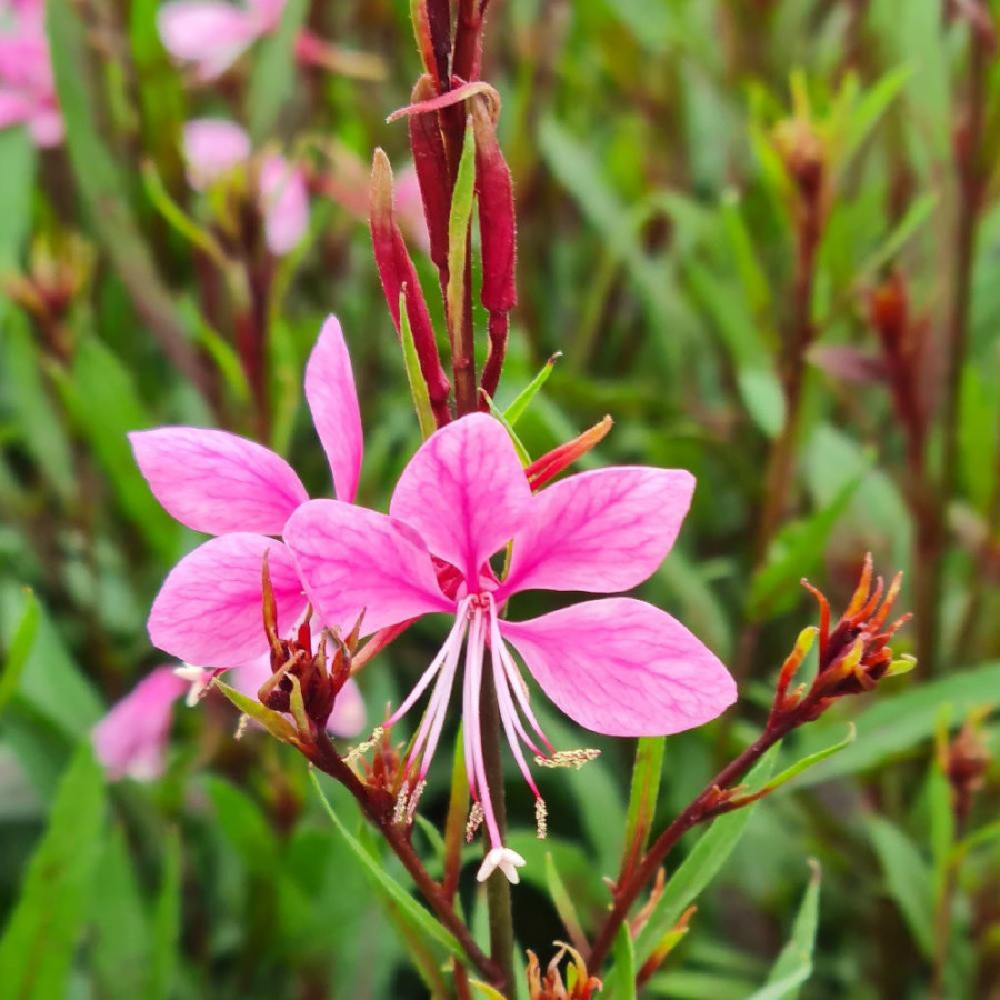 Plantes Vivaces GAURA lindheimeri 'Baby Butterfly Dark Pink' ® en vente - Pépinière Lepage .