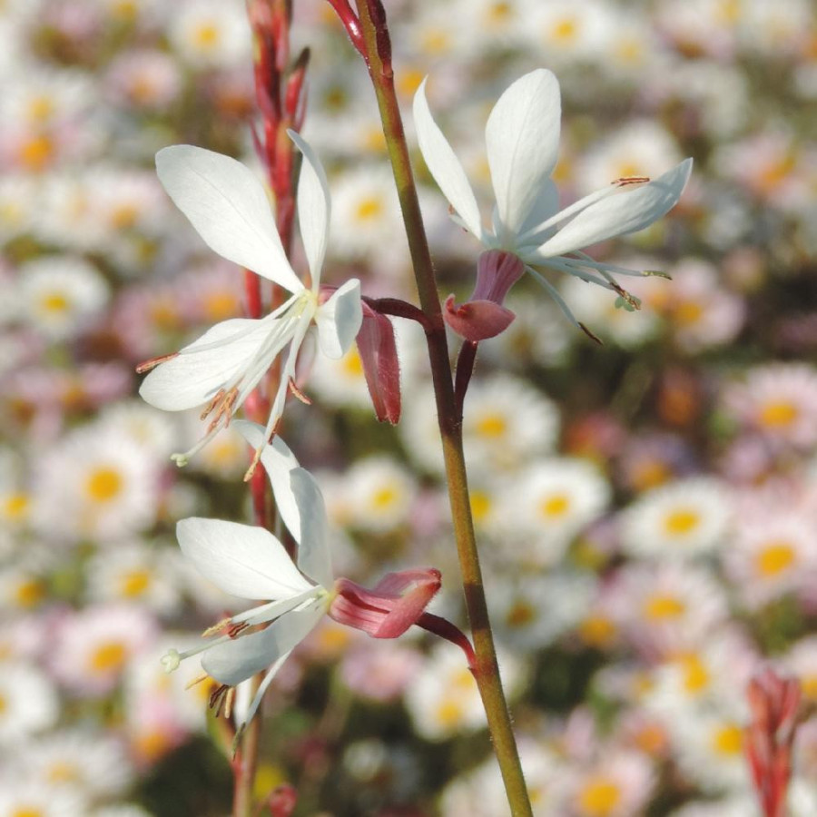 Plantes Vivaces GAURA lindheimeri 'Cool Breeze' en vente - Pépinière Lepage .
