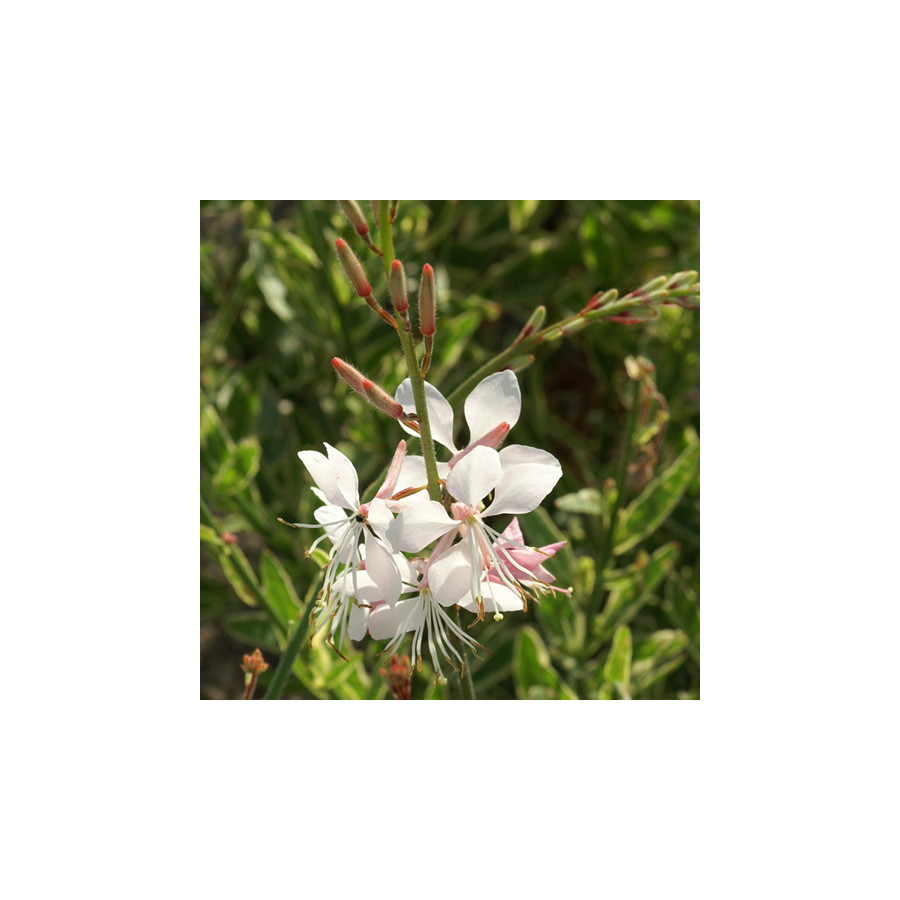 Plantes Vivaces GAURA lindheimeri 'Corrie's Gold' en vente - Pépinière Lepage .