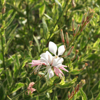 Plantes Vivaces GAURA lindheimeri 'Corrie's Gold' en vente - Pépinière Lepage .