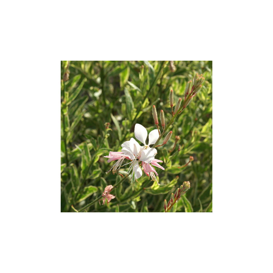 Plantes Vivaces GAURA lindheimeri 'Corrie's Gold' en vente - Pépinière Lepage .