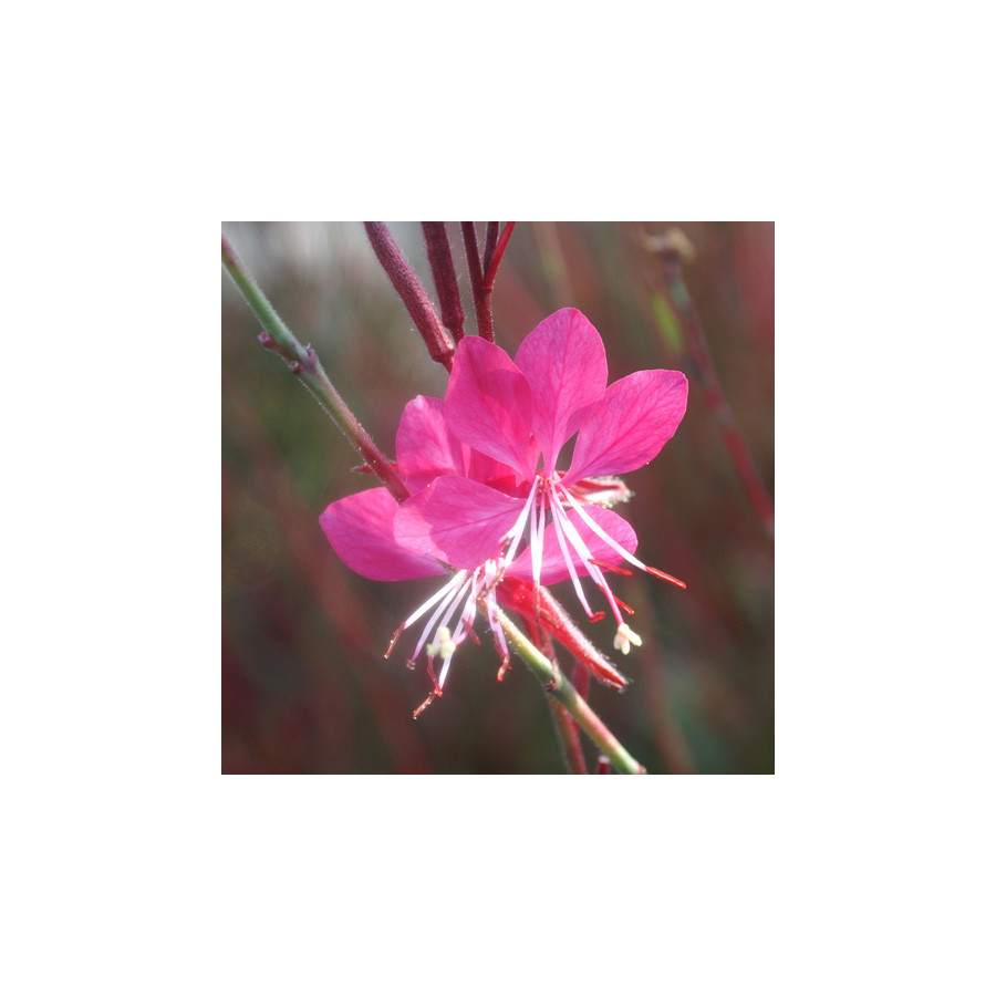 Plantes Vivaces GAURA lindheimeri 'Crimson Butterflies' ® en vente - Pépinière Lepage .