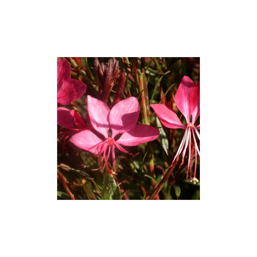 Plantes Vivaces GAURA lindheimeri 'Crimson Butterflies' ® en vente - Pépinière Lepage .