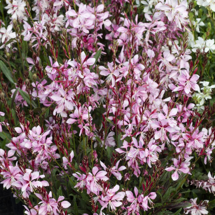 GAURA lindheimeri 'Emmeline Pink Bouquet'