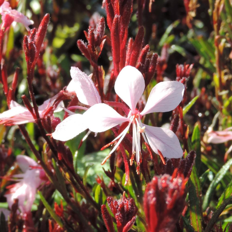 Plantes Vivaces GAURA lindheimeri 'Graceful Light Pink' ® en vente - Pépinière Lepage .