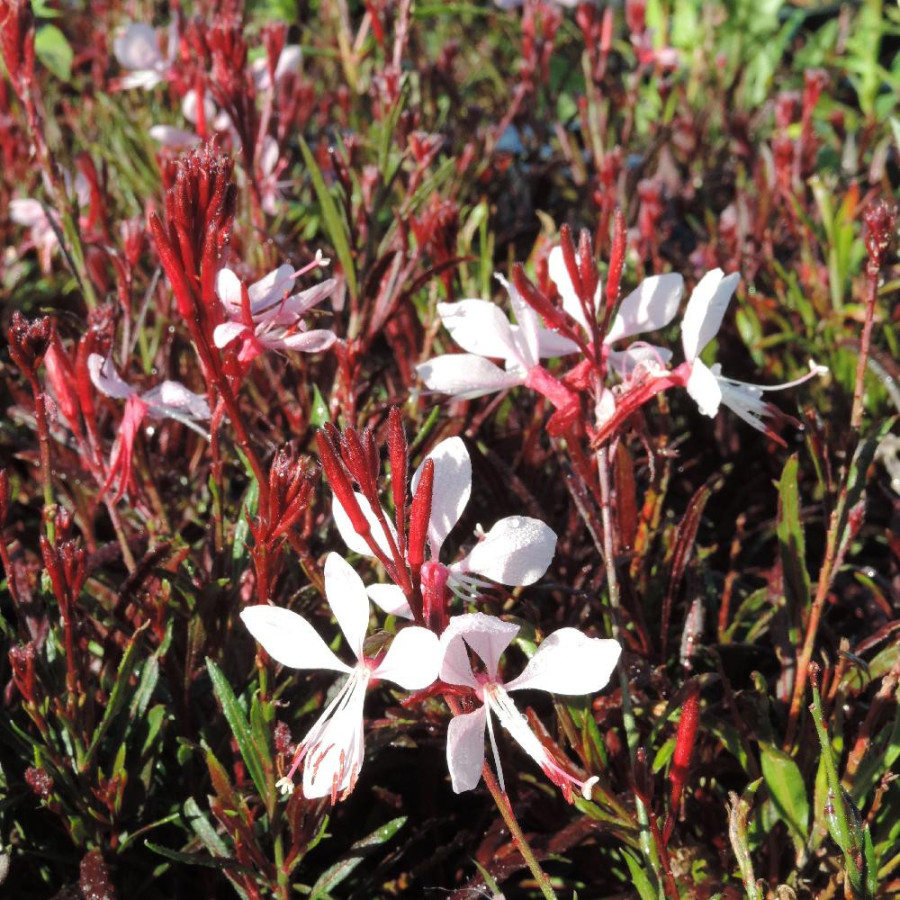 Plantes Vivaces GAURA lindheimeri 'Graceful Light Pink' ® en vente - Pépinière Lepage .