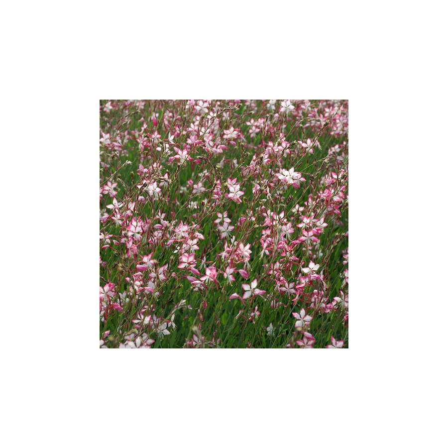Plantes Vivaces GAURA lindheimeri 'Rosyjane' ® en vente - Pépinière Lepage .