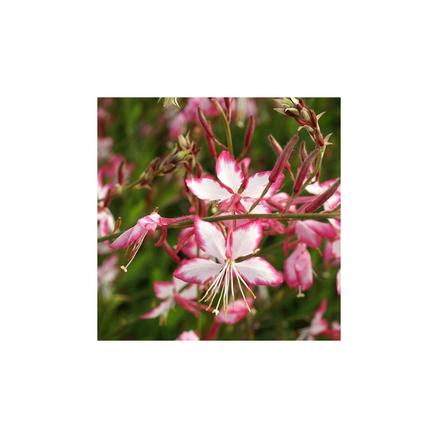 Plantes Vivaces GAURA lindheimeri 'Rosyjane' ® en vente - Pépinière Lepage .