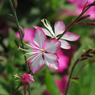 Plantes Vivaces GAURA lindheimeri 'Rosyjane' ® en vente - Pépinière Lepage .
