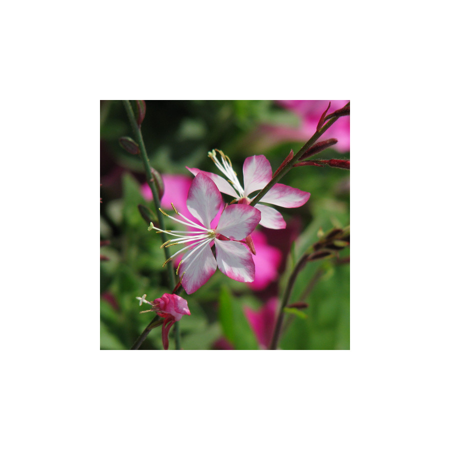 Plantes Vivaces GAURA lindheimeri 'Rosyjane' ® en vente - Pépinière Lepage .